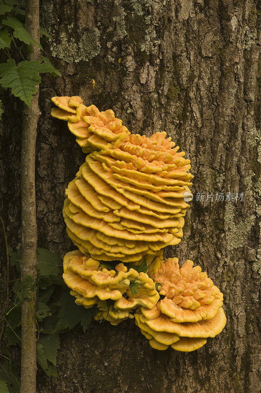 森林真菌垂直:laetiporus sulureus